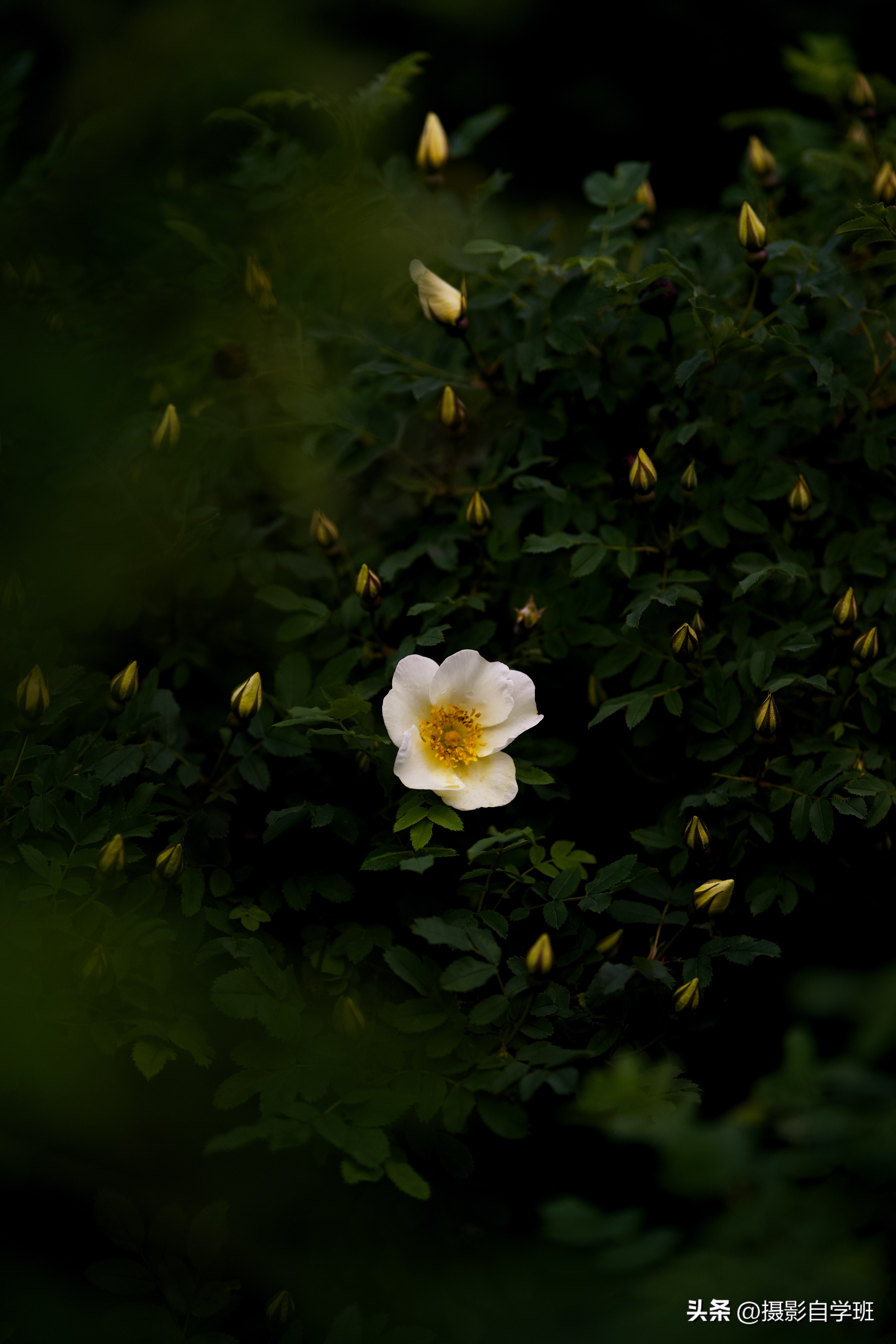 手机拍摄花朵怎么把背景变成黑色,安卓手机怎样拍摄花朵黑背景