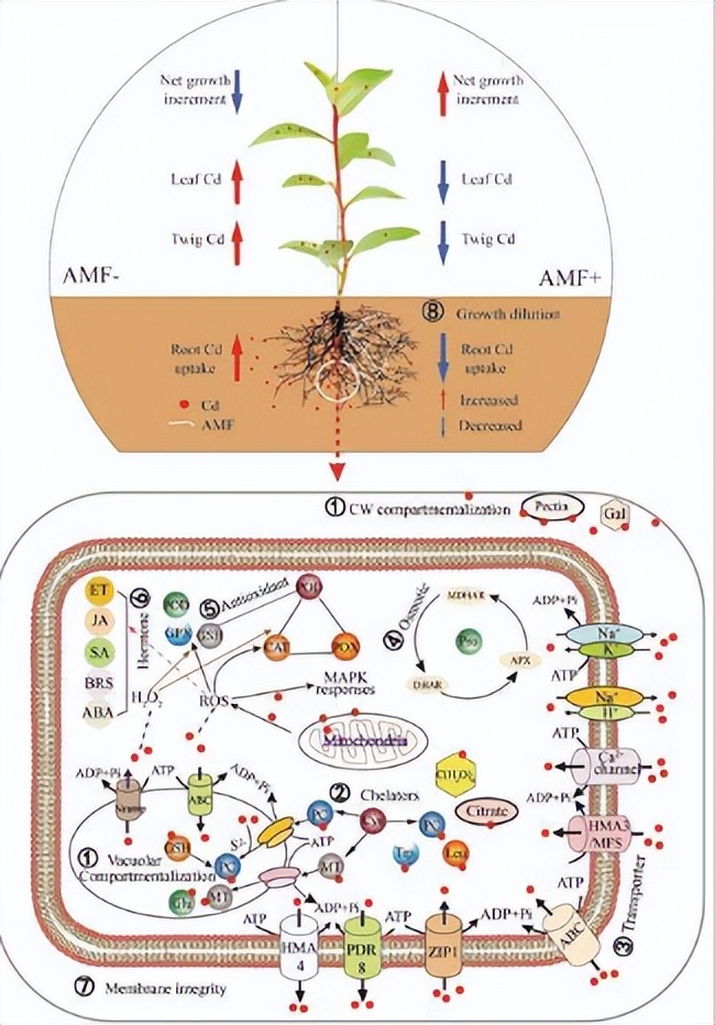 地下真菌网络：菌丝网络，在植物间信息传递、养分共享面的作用
