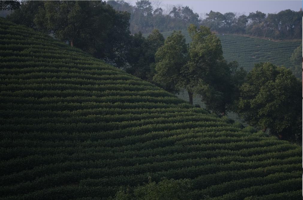 绿茶种类大全介绍,高档龙井绿茶有哪些种类