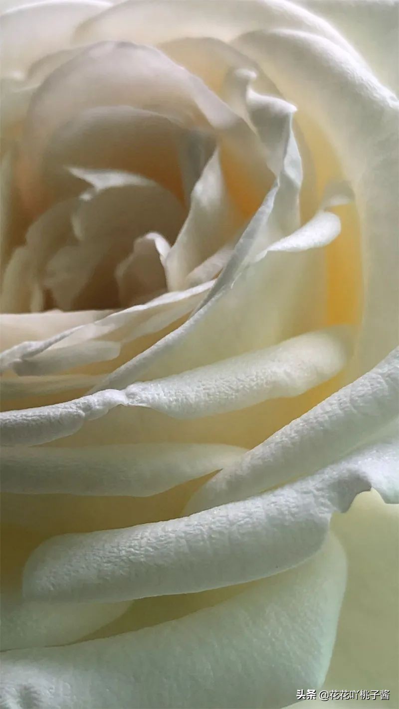 月季花纯香水,月季香水推荐