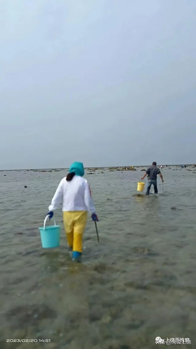上饶男子自驾游海南岛第一次赶海捡到17条海参约3斤自称高兴坏了