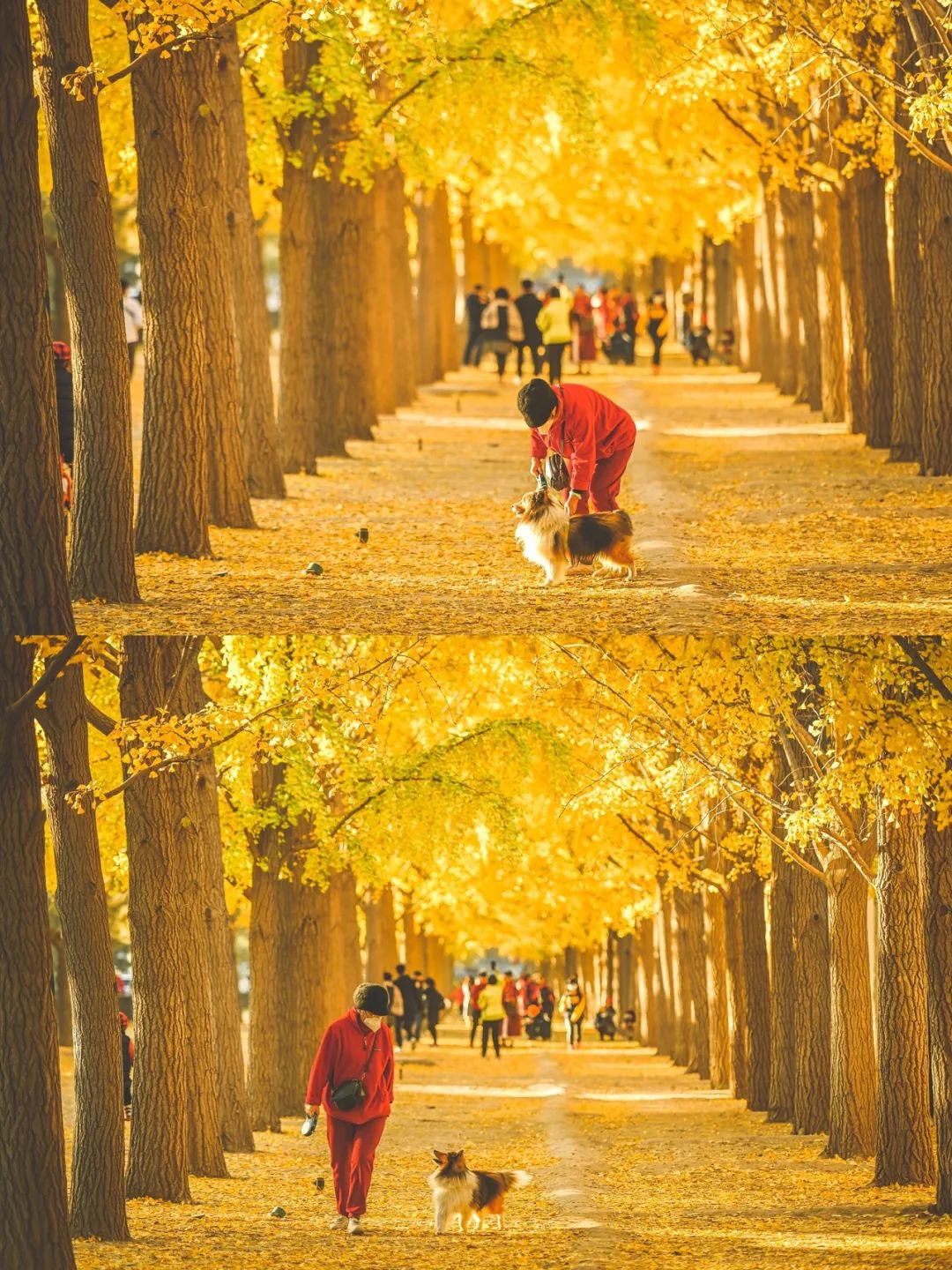 一入秋北京就变成了北平原文,一入秋北京就成了北平是谁说的