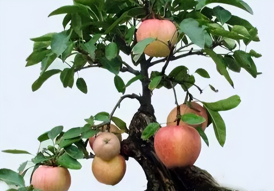 矮化苹果盆景种在家里能结果吗,苹果盆景矮化栽培