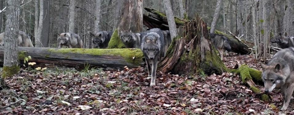 杀子之仇不共戴天歌曲,杀子之仇不共戴天