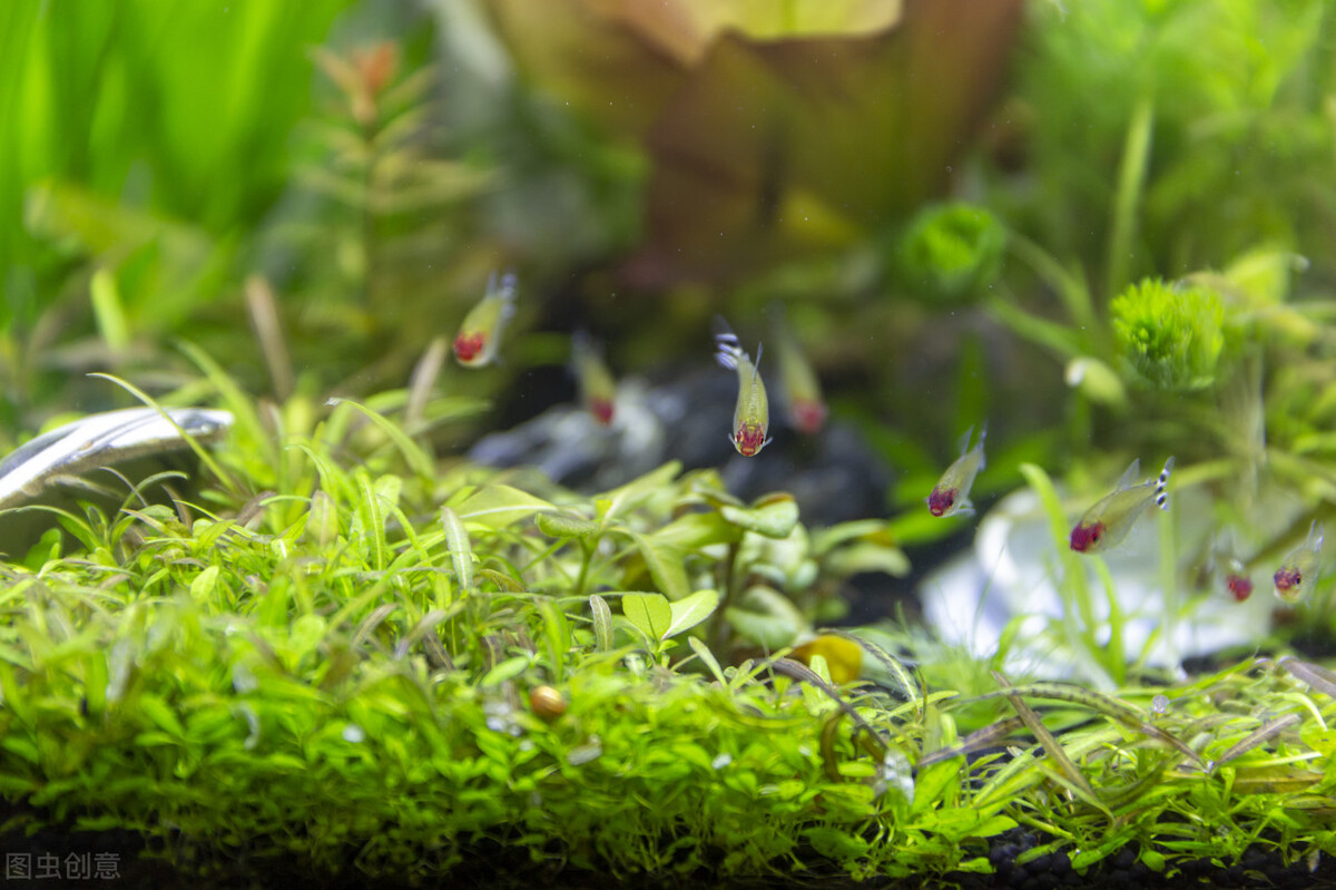 新手买鱼和鱼缸怎么买,150的鱼缸适合新手养的鱼