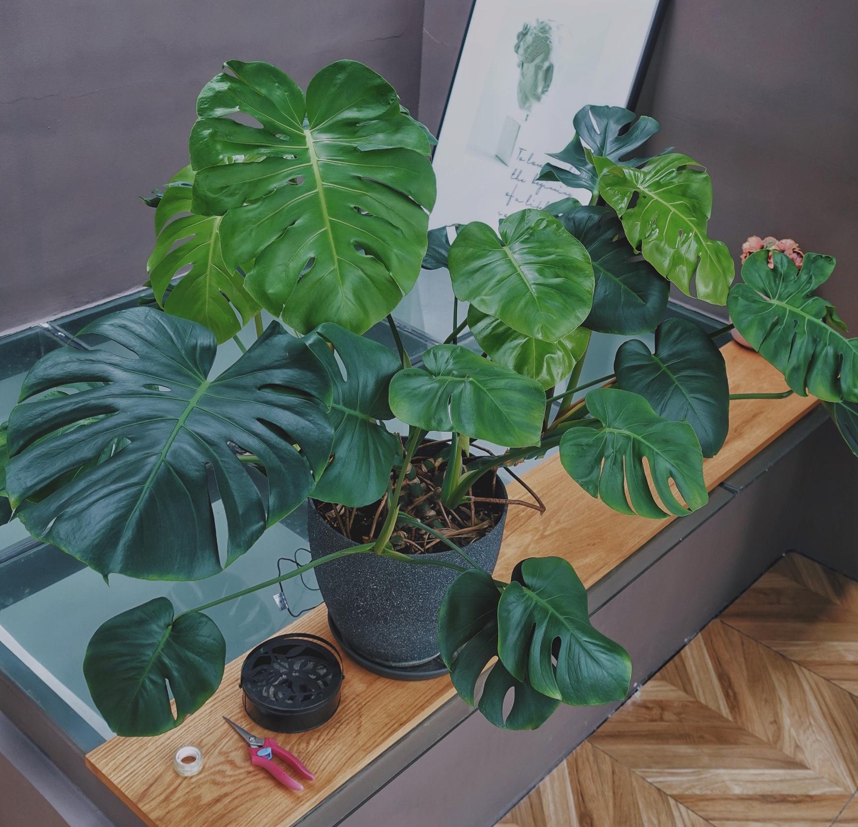 常见有毒花千万别碰,世上有毒的花和植物