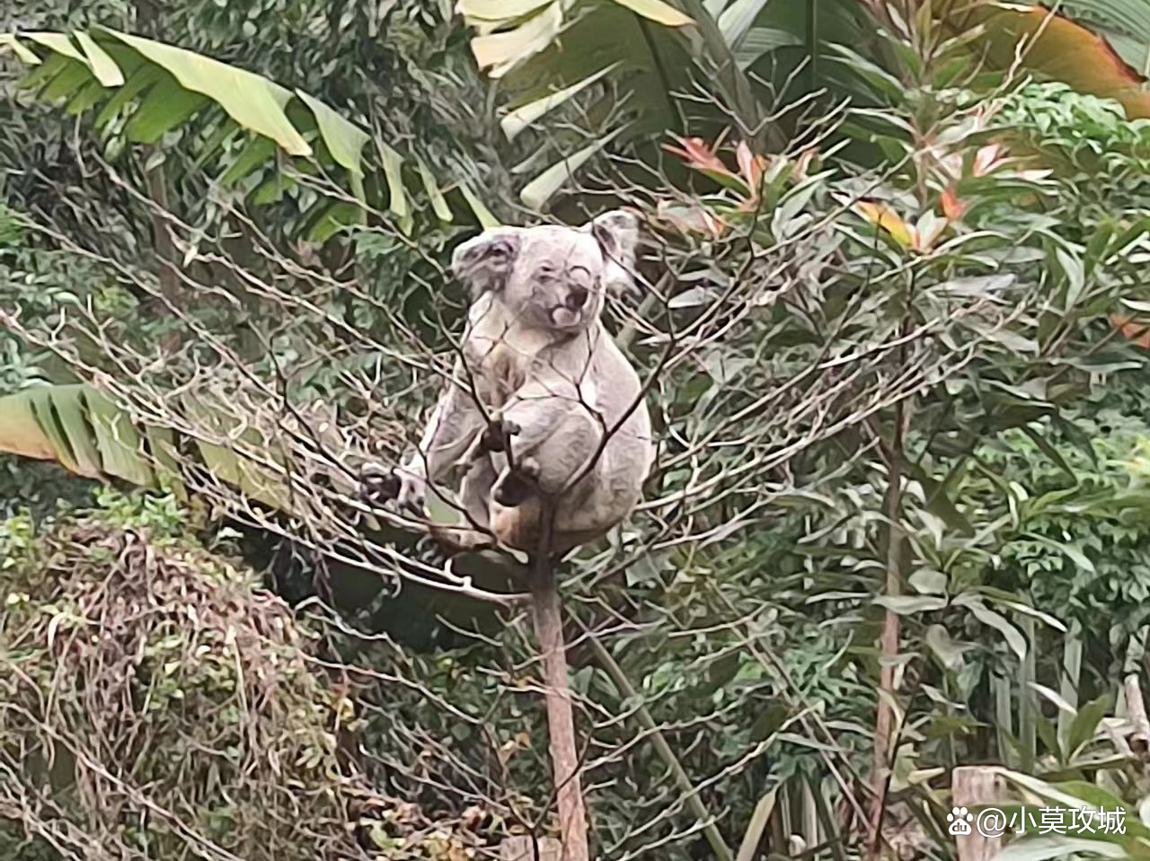 广州长隆野生动物园一天能玩完吗,广州长隆野生动物园可以开车进吗