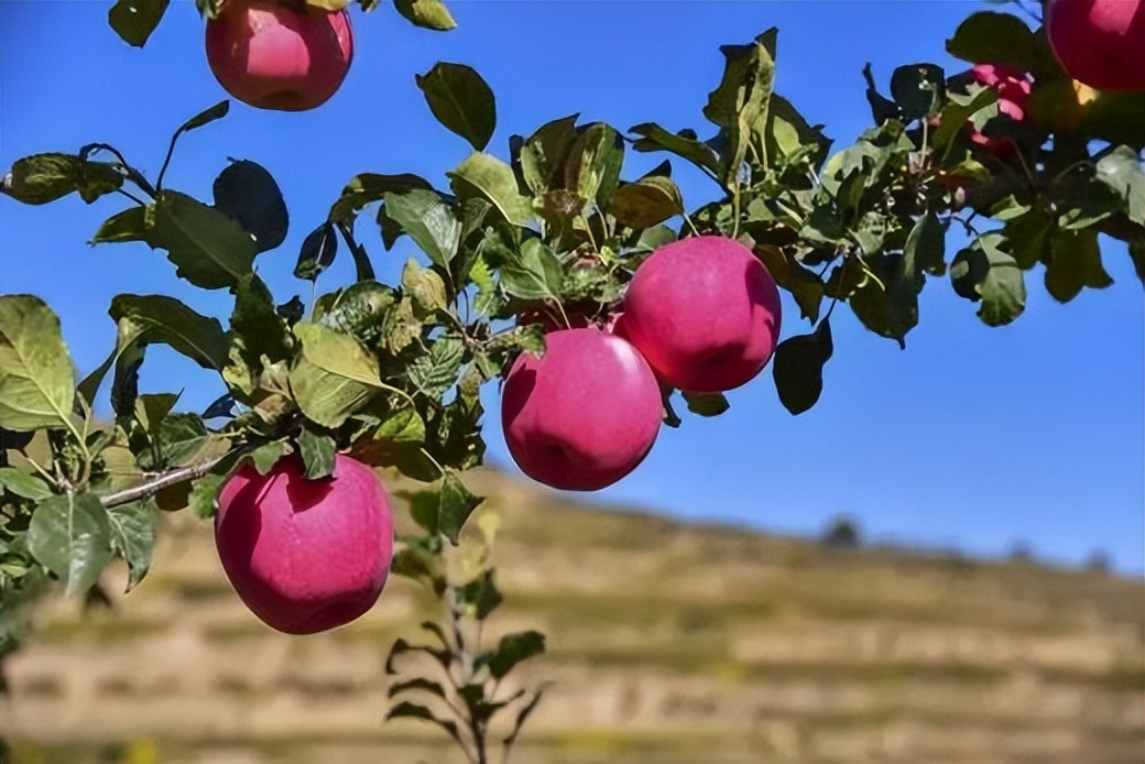 全国哪个省苹果最好吃,中国哪里的苹果最甜脆