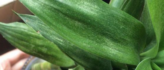 观音竹叶片发黄怎么治,观音竹水培叶尖发黄补救小妙招