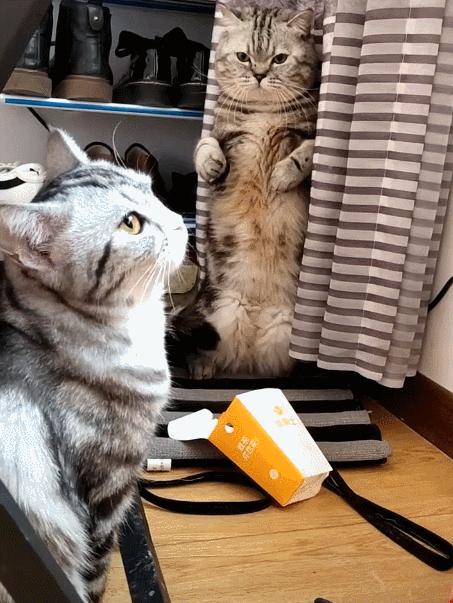 狸花猫智商相当于人类几岁,猫界智商排行榜狸花猫排第几