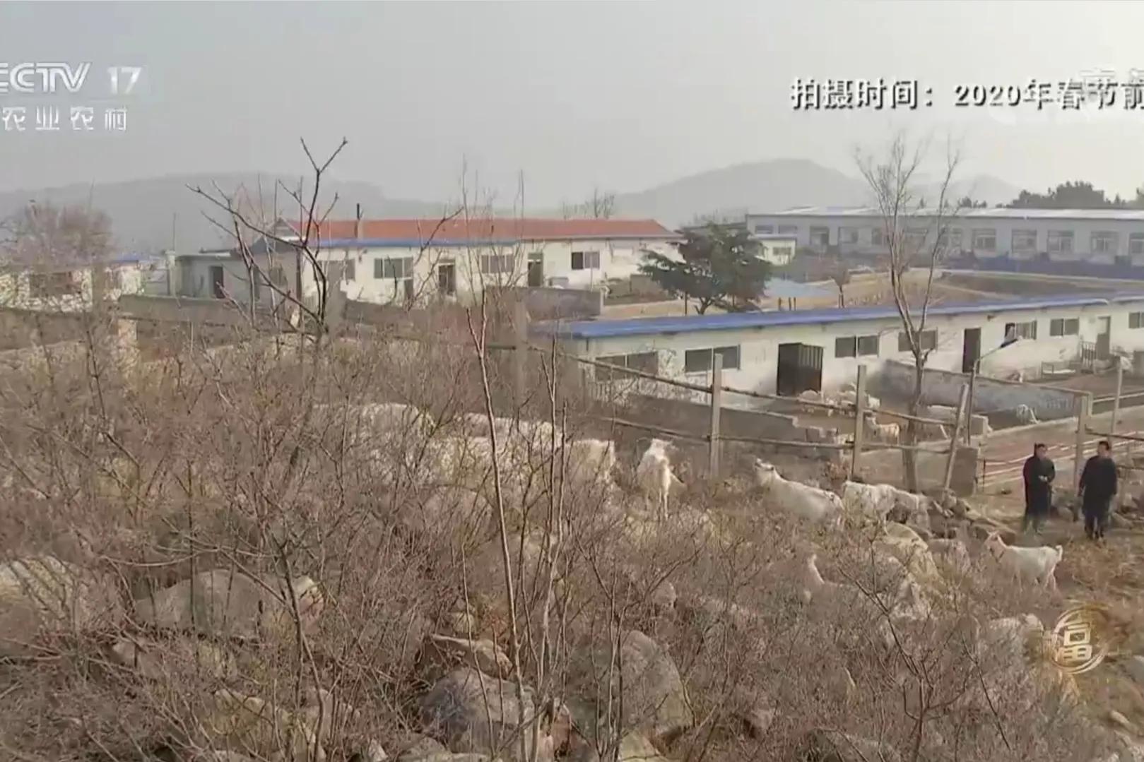 男子筹集40万承包300多亩山林养猪,一小伙承包荒山搞养殖年挣百万