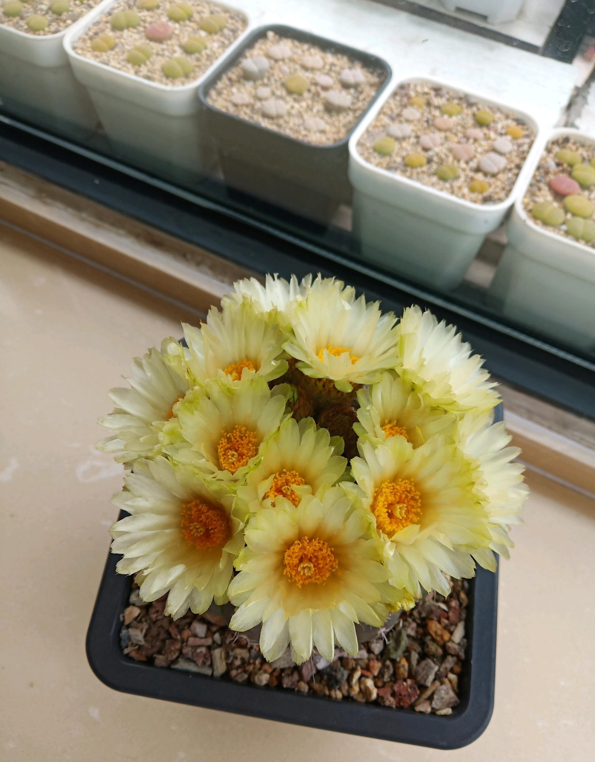 9种很会开花的仙人球，个个颜值高、开花勤奋，养护也简单