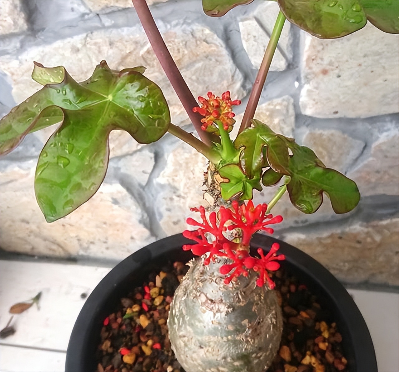 十种养不死的室内花,十种不容易生虫的花