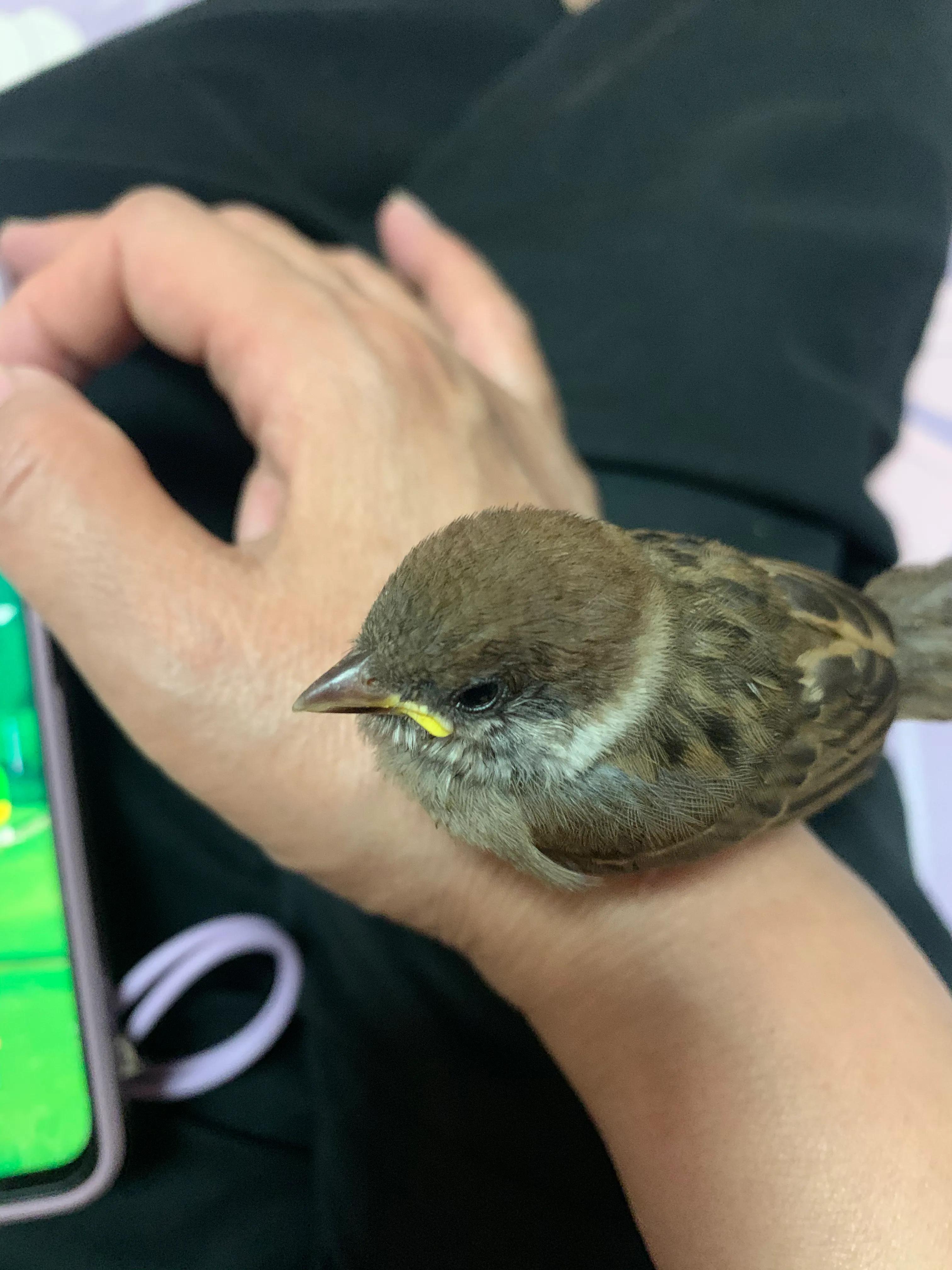 捡来的小麻雀能活吗,捡到一只小麻雀能不能放生