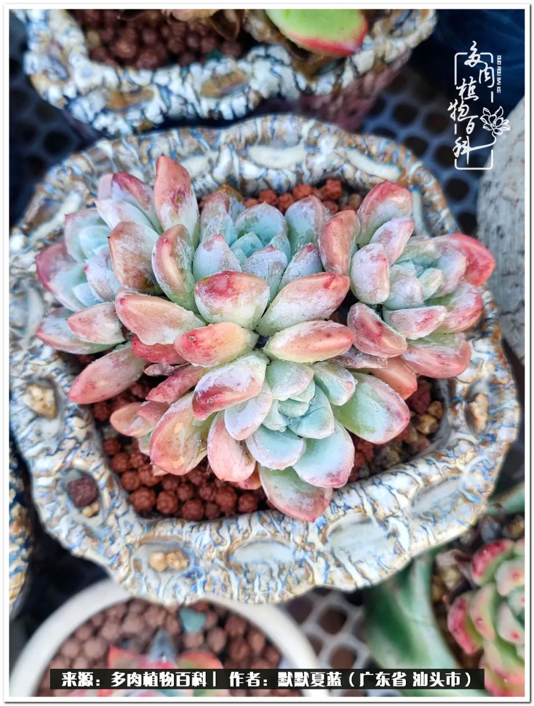 多肉虐我千百遍，我待多肉如初恋