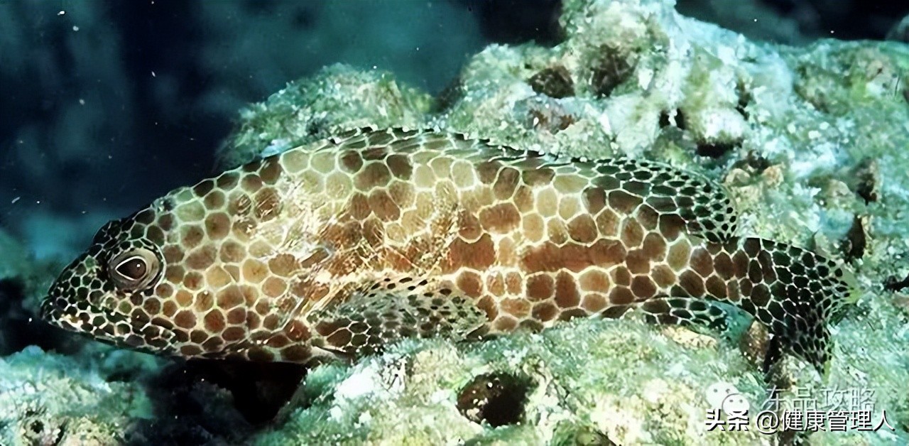 美容护肤食疗方案,美容护肤养生介绍