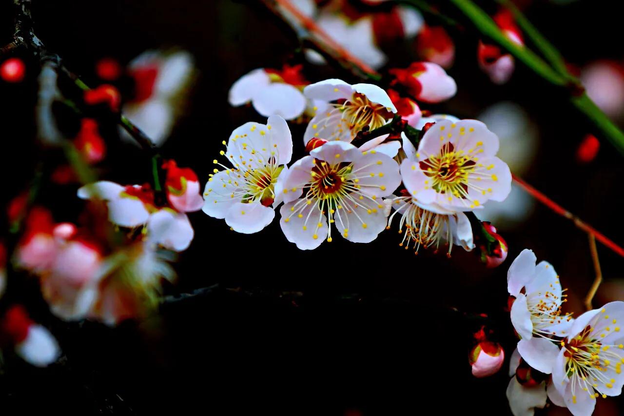 白梅花绽放视频,白梅花盛开