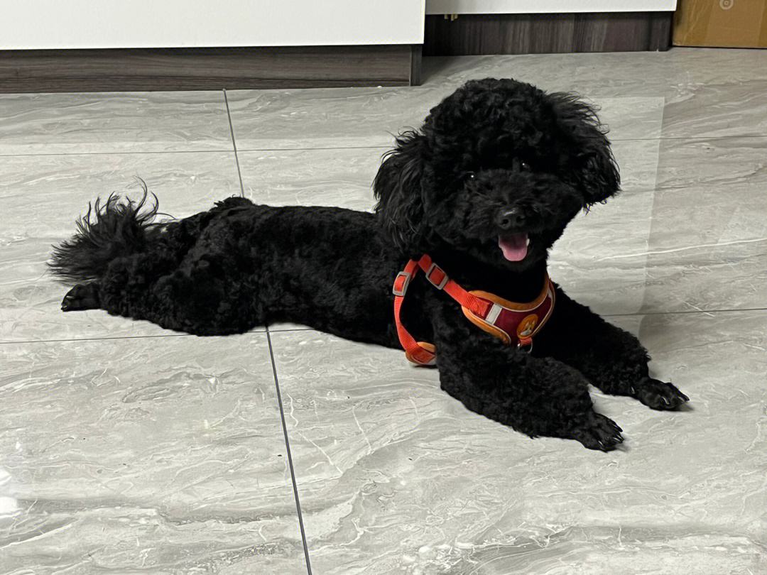 泰迪不建议养的原因,泰迪皮肤有黑色斑点什么原因