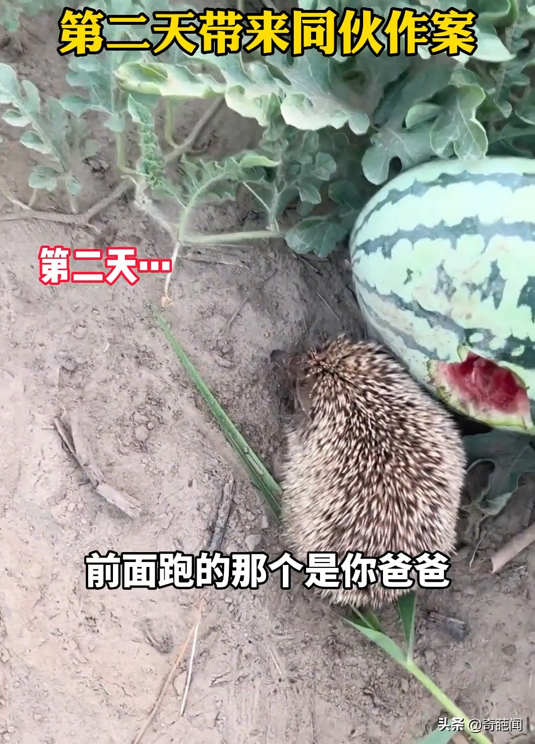 女子放过偷西瓜的刺猬结果,刺猬偷瓜被放生后次日带同伙作案