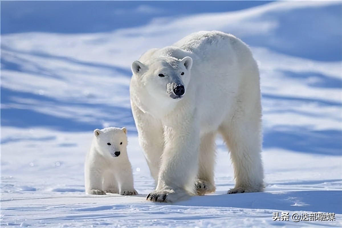北京奥运会五个吉祥物代表的动物,08奥运会吉祥物是哪五种动物