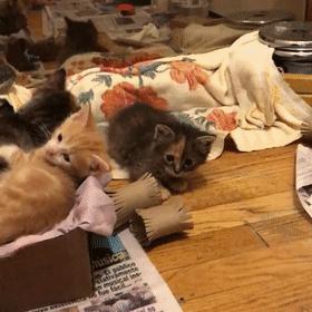 玳瑁阴阳脸猫,阴阳脸玳瑁小猫