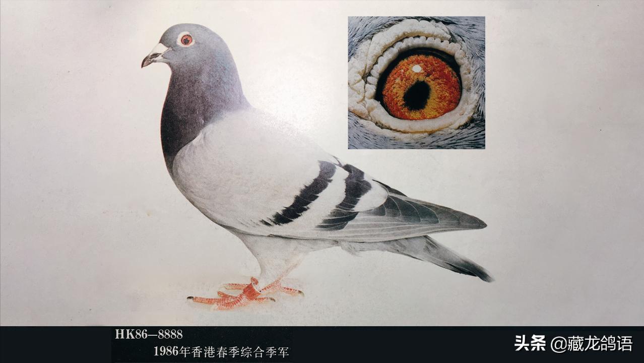 鸽舍的日常管理,鸽子搬新鸽舍有什么需要注意的