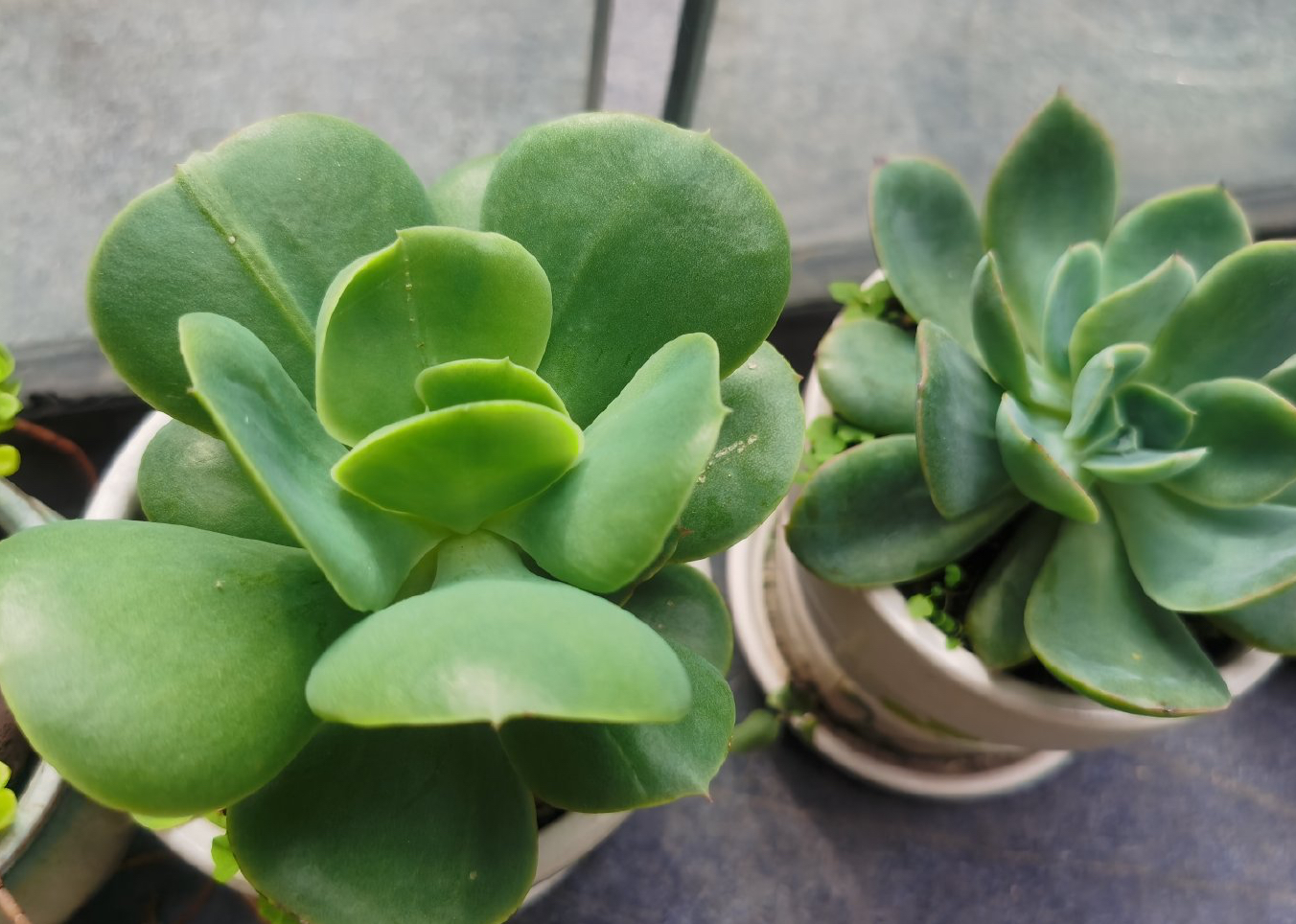 养多肉的100个方法,怎么养多肉才能养得最好