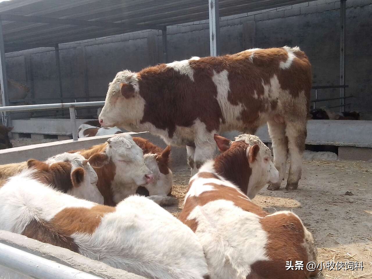 肉牛养殖技术和注意事项,肉牛养殖技术和方法有哪些