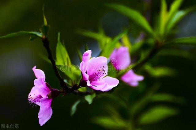 关于春天的古诗100首欣赏,春天古诗大全十首