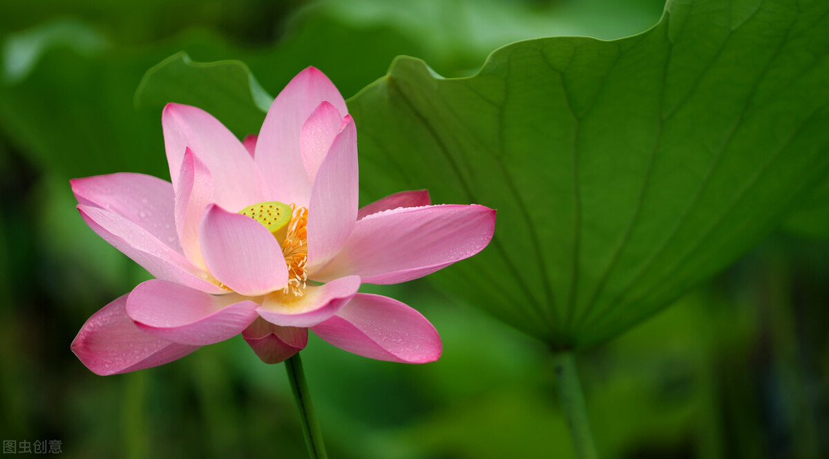 孟郊登科后科举考试经历,孟郊写下的千古绝句