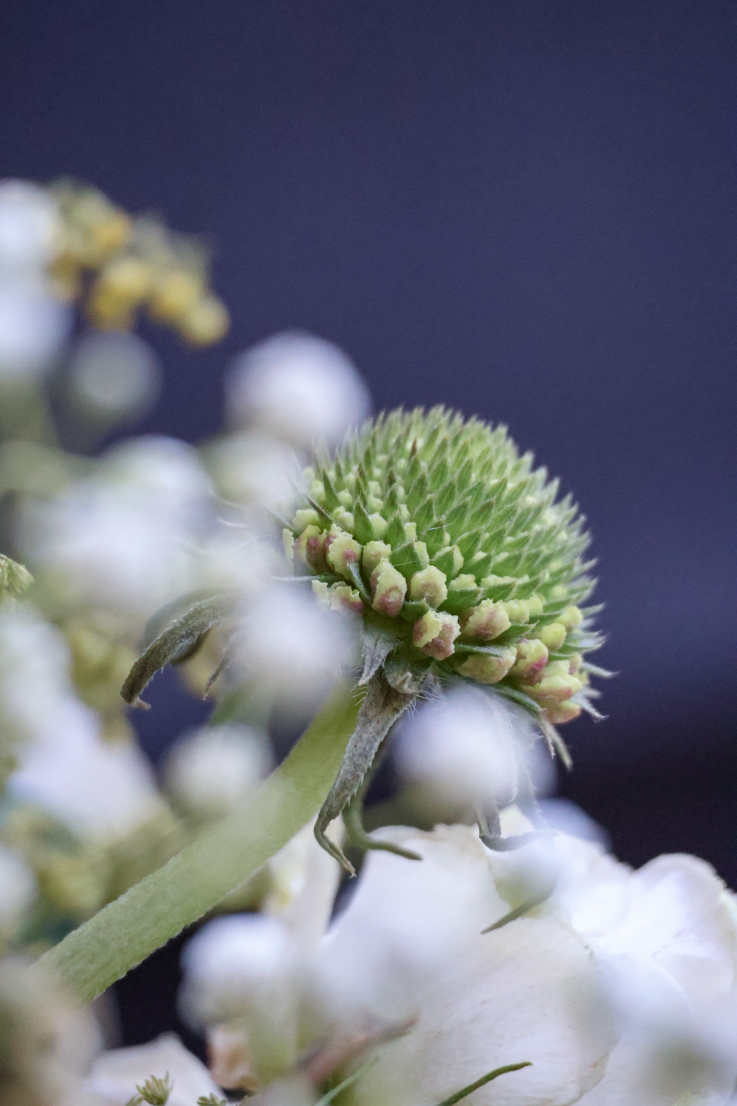 佳能eosr50详细介绍,佳能EosR50优缺点