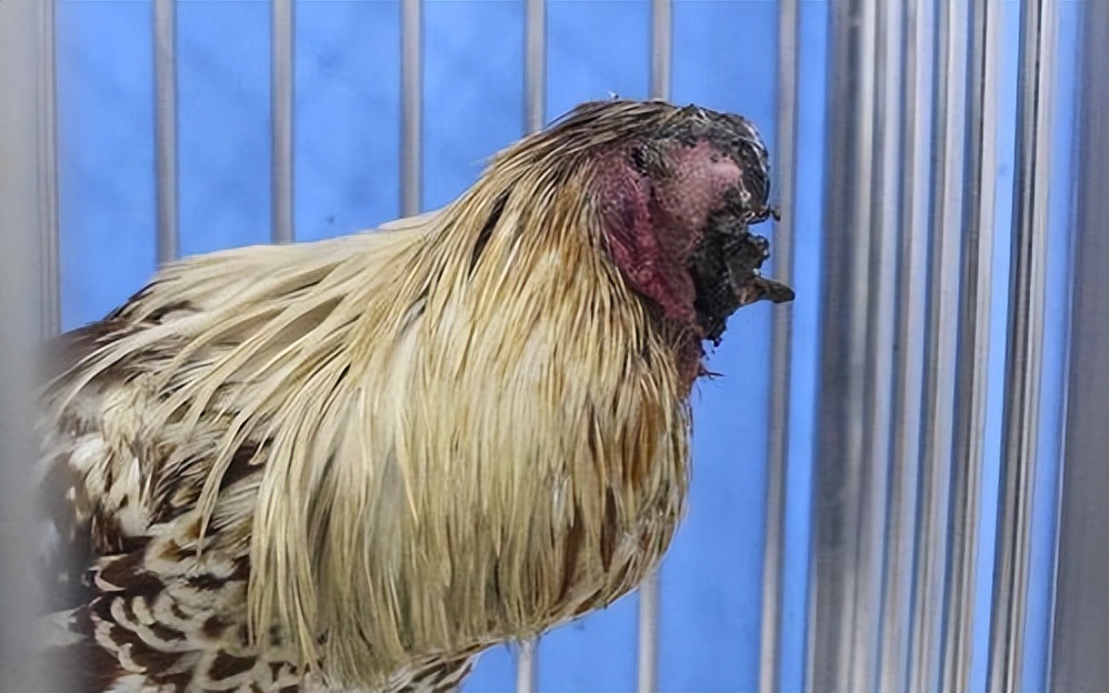 美国无头公鸡存活多久,美国无头鸡成功案例