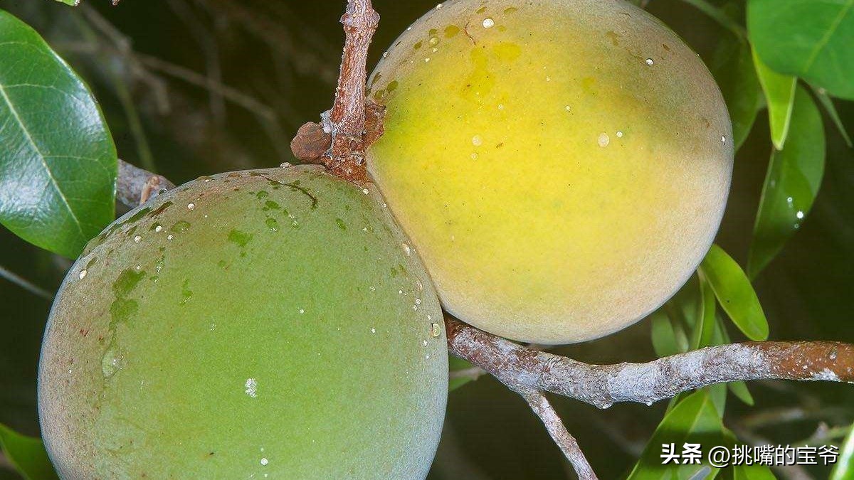 身处非洲，物种孤立进化的马达加斯加，各种奇瓜异果满岛飘香