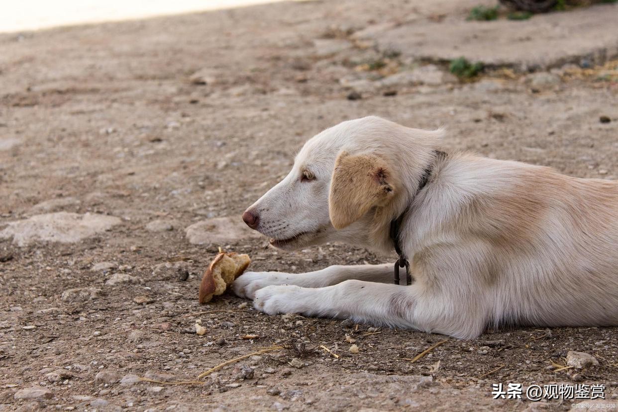 狗狗吃便便会出什么问题,狗狗会吃垃圾怎么办