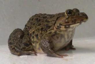 2020年禁养水产类名单,国家禁止放生的鱼类有哪些