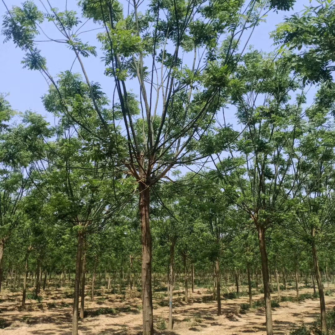 国槐价格当今行情,国槐苗木价格低迷