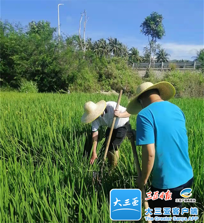 灌溉农田、代购饲料…天涯区解决封控区村民的“后顾之忧”