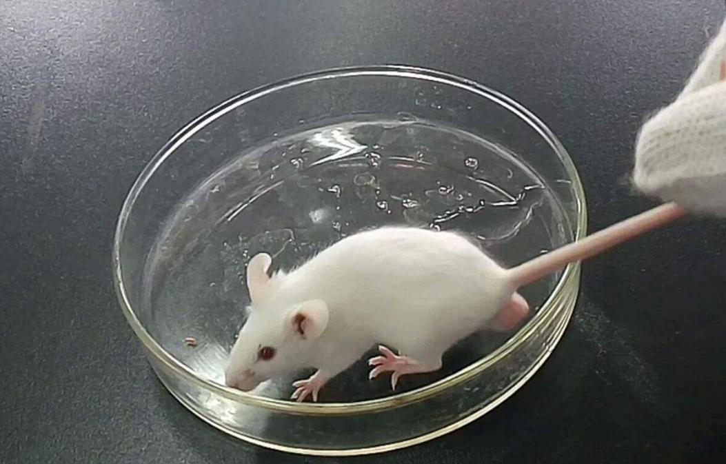 日本人兽杂交实验被允许，这是否违背伦理常纲？是创新还是灾难？