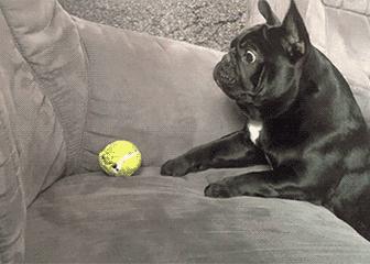 为啥“法斗”越来越受欢迎？宠主：养了看不上其他狗