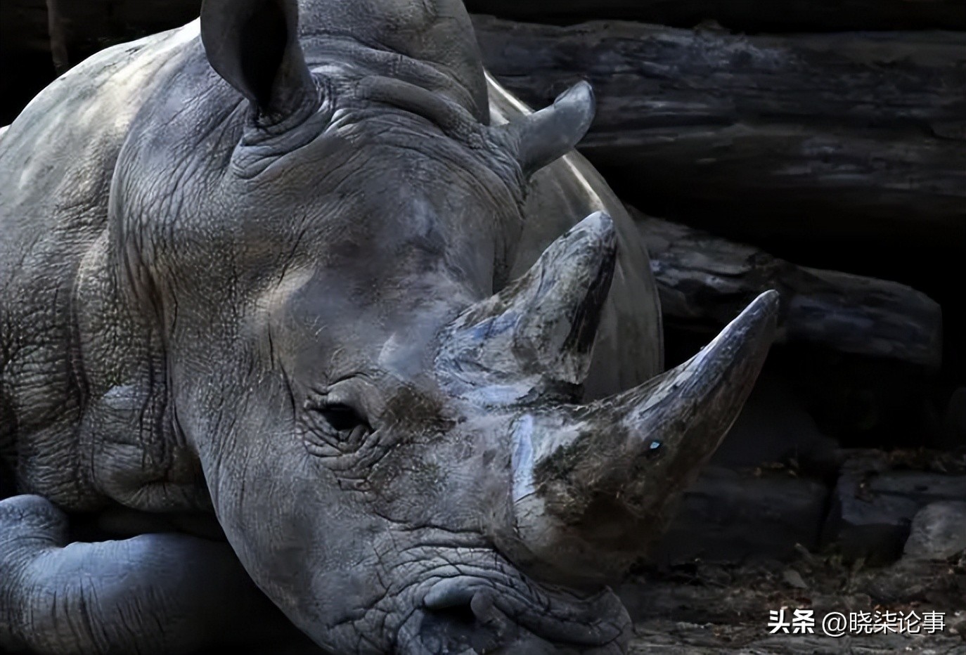 犀牛的进化史全过程,犀牛的进化史过程