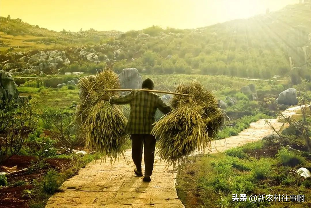 农民赚钱的十大特点,为什么说农民赚钱难