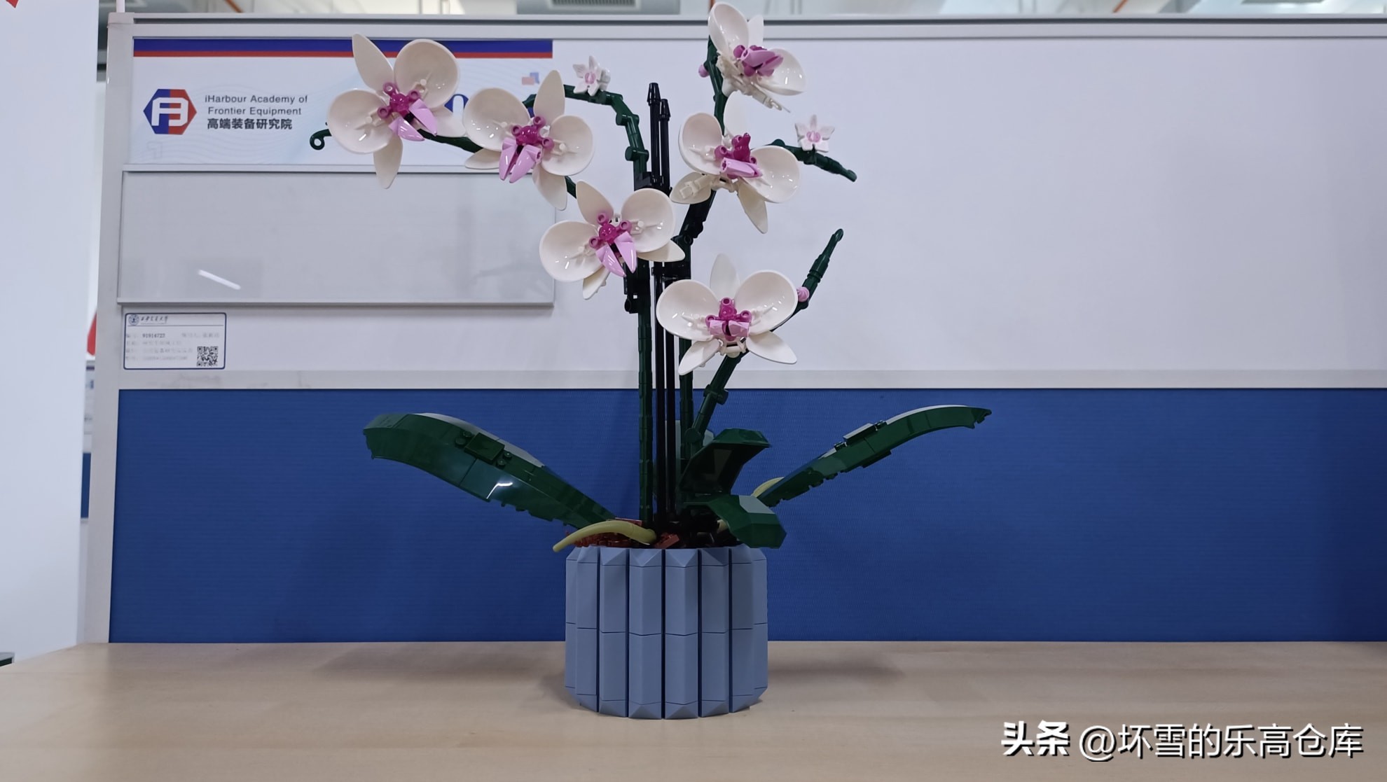 乐高兰花图片及价格,乐高兰花测评