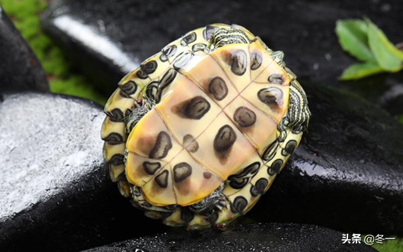 养龟避坑,新手养龟入门基础知识
