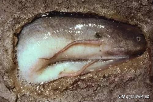 非洲肺鱼：一种会被淹死的鱼，如何做到离水存活4年多