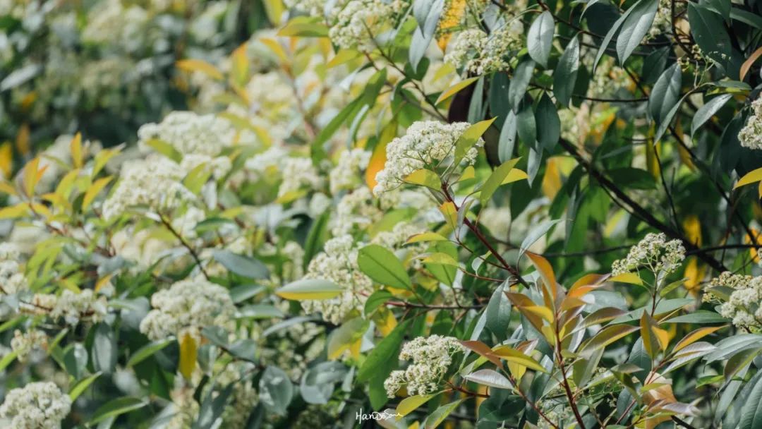 梧桐絮和石楠花,极限二选一