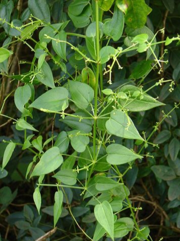 茜草是什么的根,茜草是怎样的植物