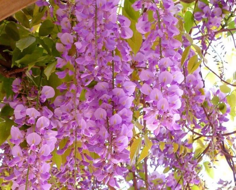 这十种花会招来鬼家里千万别养,家里养3种花忌讳