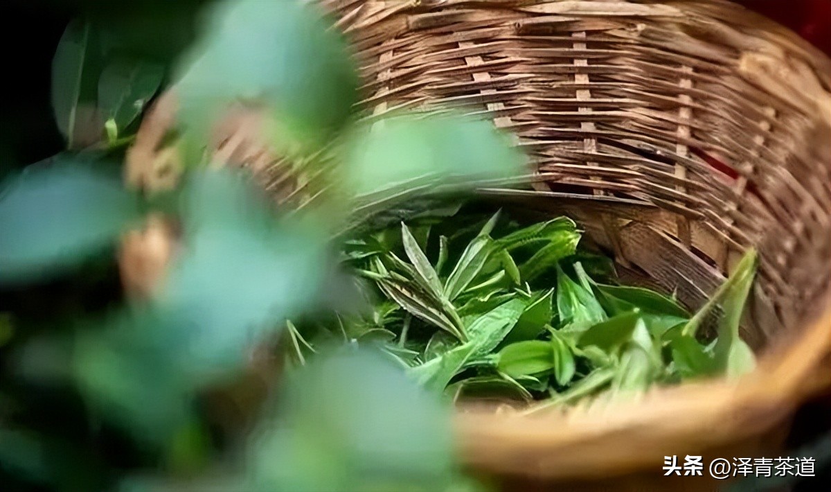 绿茶红茶黑茶白茶黄茶青茶,绿茶红茶青茶白茶黑茶黄茶哪个好