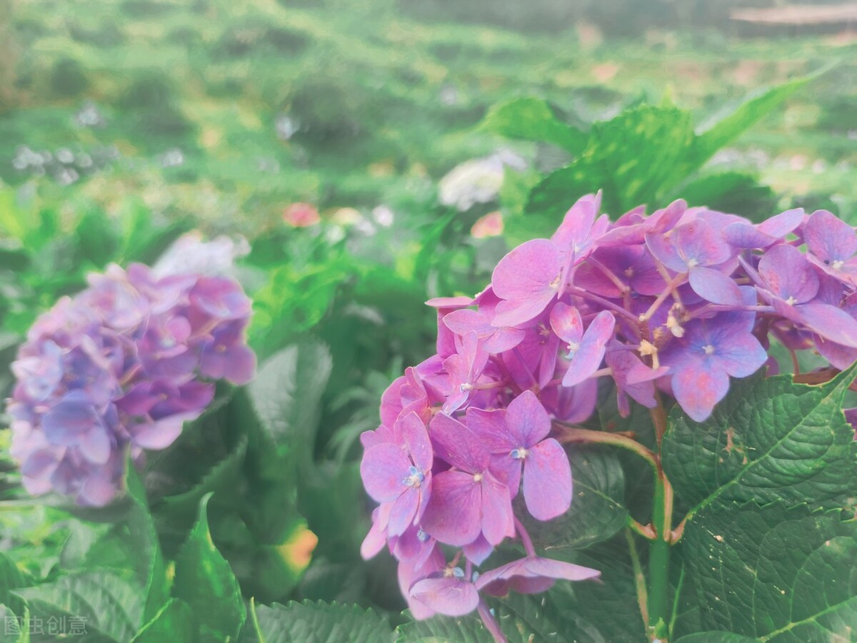 宝剑锋从磨砺出梅花香自苦寒来图,宝剑锋从磨砺出