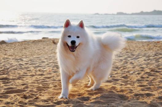 萨摩耶主人生气怎么办呢,怎么判断萨摩耶是不是在微笑